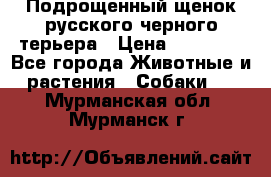 Подрощенный щенок русского черного терьера › Цена ­ 35 000 - Все города Животные и растения » Собаки   . Мурманская обл.,Мурманск г.